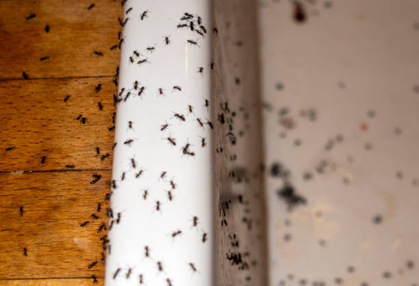 Best Pest Prevention Services  in Verona, MS