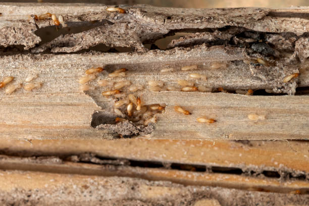 Best Termite Control Services  in Verona, MS